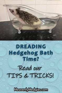 a hedgehog in a bath tub with text reading reading hedgehog bath time read our tips and tricks