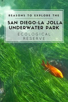 the san diego - la jolla underwater park with text overlay reads,'reasons to explore the san diego - la jolla underwater park '