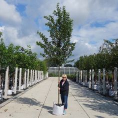 a woman is holding a bucket and standing in the middle of rows of potted trees