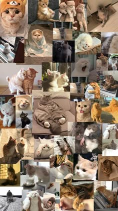 there are many different pictures of cats together