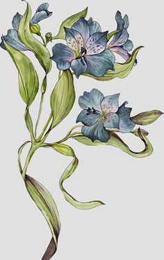 a drawing of blue flowers with green leaves on a gray background, in watercolor and ink