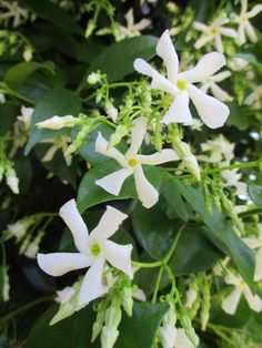 white flowers with green leaves in the background