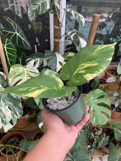 a hand holding a potted plant with lots of green leaves