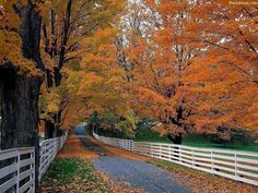 a white fence and trees with yellow leaves