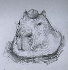 a pencil drawing of a hippopotamus