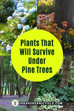 the words plants that will survive under pine trees in front of colorful flowers and trees