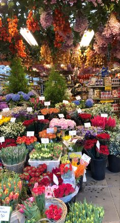 bloemenmarket, bloemenmarkt, tulips, amsterdam, netherlands, amsterdam flower market, flowers, pretty, insta story, flower aesthetic, , europe aesthetic, European summer, european summer aesthetic, flower market, beautiful places, flower market aesthetic, flower shop exterior, flower market display, floral shop aesthetic, flower store aesthetic, flower street Flower Shopping Aesthetic, Amsterdam Netherlands Aesthetic, Flowers Insta Story, Bloemenmarkt Amsterdam, Markets Aesthetic, Aesthetic Flower Market, Flowers Amsterdam, Netherlands Flowers, Flower Market Aesthetic