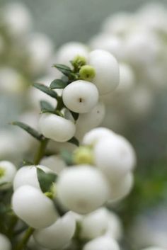 some white berries with green leaves on them