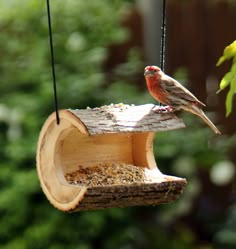 a bird sitting on top of a piece of wood hanging from a tree branch next to a feeder