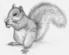 a pencil drawing of a squirrel eating something