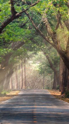 an empty road surrounded by trees in the middle of the forest with sunbeams