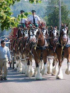 the horses are pulling the carriage down the street