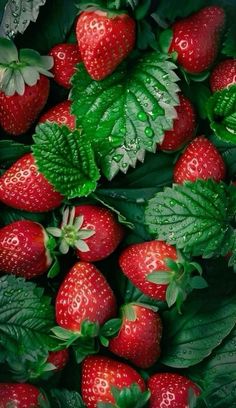 a bunch of strawberries with green leaves on them