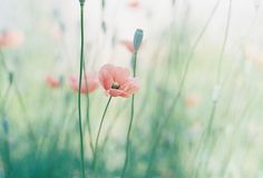 some pink flowers are growing in the grass