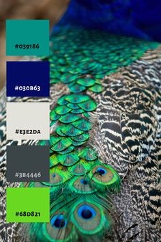 peacock feathers with different colors on them