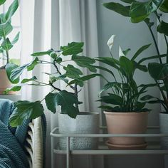 three potted plants sit on a shelf in front of a window with white curtains