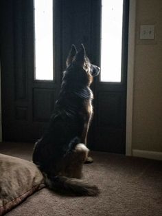 a dog sitting on the floor in front of a door looking up at another dog