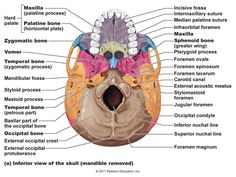 the structure of the human skull