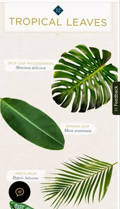 the different types of tropical leaves are shown in this graphic diagram, which shows how they can