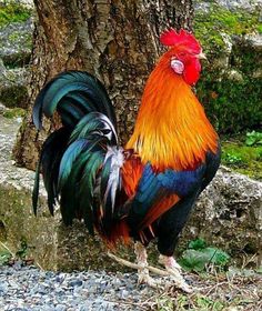 a colorful rooster standing next to a tree