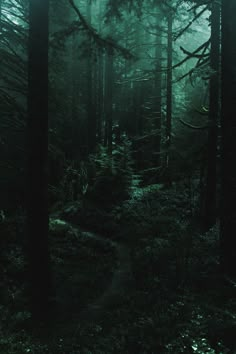 a dark forest filled with lots of tall trees