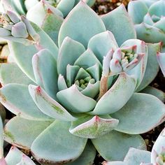 a close up of a green plant with pink tips on it's leaves and stems