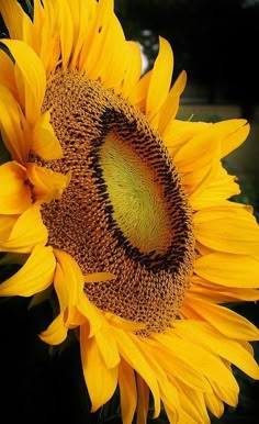 a large yellow sunflower with green center