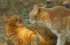 an orange cat sitting on the ground with its mouth open and it's face to the other side