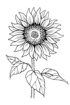 Sunflower Stamp, Sunflower Coloring Pages, Sunflower Images, Sunflower Drawing, Sunflower Tattoos, Cool Pencil Drawings, White Drawing, Soyut Sanat Tabloları, Pola Sulam