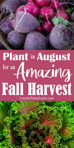 an image of some fruits and vegetables with the title plant in august for an amazing fall harvest