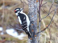 a black and white bird is perched on a tree