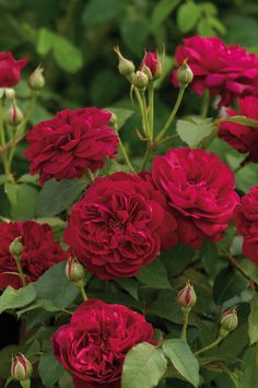 red flowers are blooming in the garden