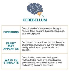 Neuro Psychology, Cerebellum Anatomy, Nervous System Diagram, Psych Notes, Brain Study, Praxis Study, Referred Pain