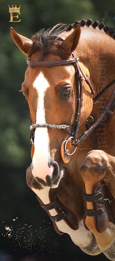 a brown horse jumping over an obstacle with trees in the backgrouds behind it