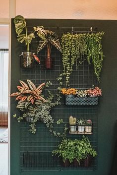 a green wall with plants on it and hanging from the side, in front of a window