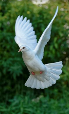 a white bird is flying in the air