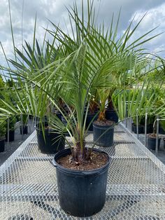 three potted palm trees sitting on top of a metal table covered in dirt and mulch