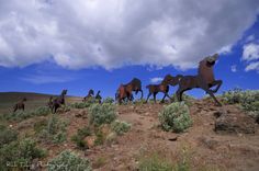 several horses are running in the desert on a cloudy day