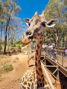 a giraffe standing next to a wooden fence on a dirt road near trees