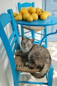 a cat sitting on top of a blue chair next to a pile of lemons