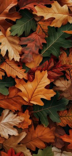 many different colored leaves laying on top of each other