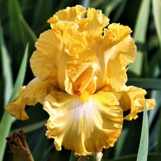 a yellow iris flower in the middle of some green leaves and grass with sunlight shining on it