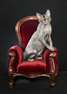 a gray cat sitting on top of a red chair with yellow eyes and an ornate wooden frame