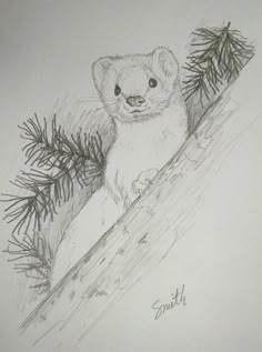 a pencil drawing of a small animal on a tree branch with pine needles in the foreground