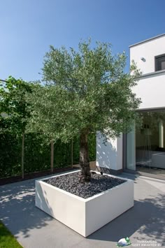 a small tree in a white planter next to a building