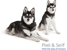 two black and white dogs sitting next to each other on a white background with the words pixell & serff meet the dogs of amazon