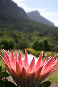 a large pink flower with mountains in the backgrouund and trees behind it