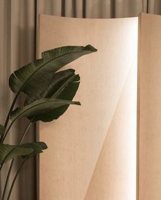 a large green plant sitting in front of a tall piece of paper on top of a table