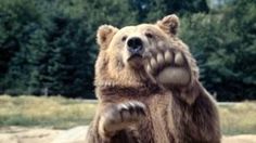 a large brown bear standing on its hind legs with his paws up in the air