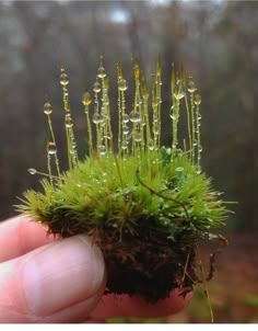 a hand holding a tiny moss plant with drops of water on it